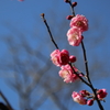 根岸森林公園の梅3