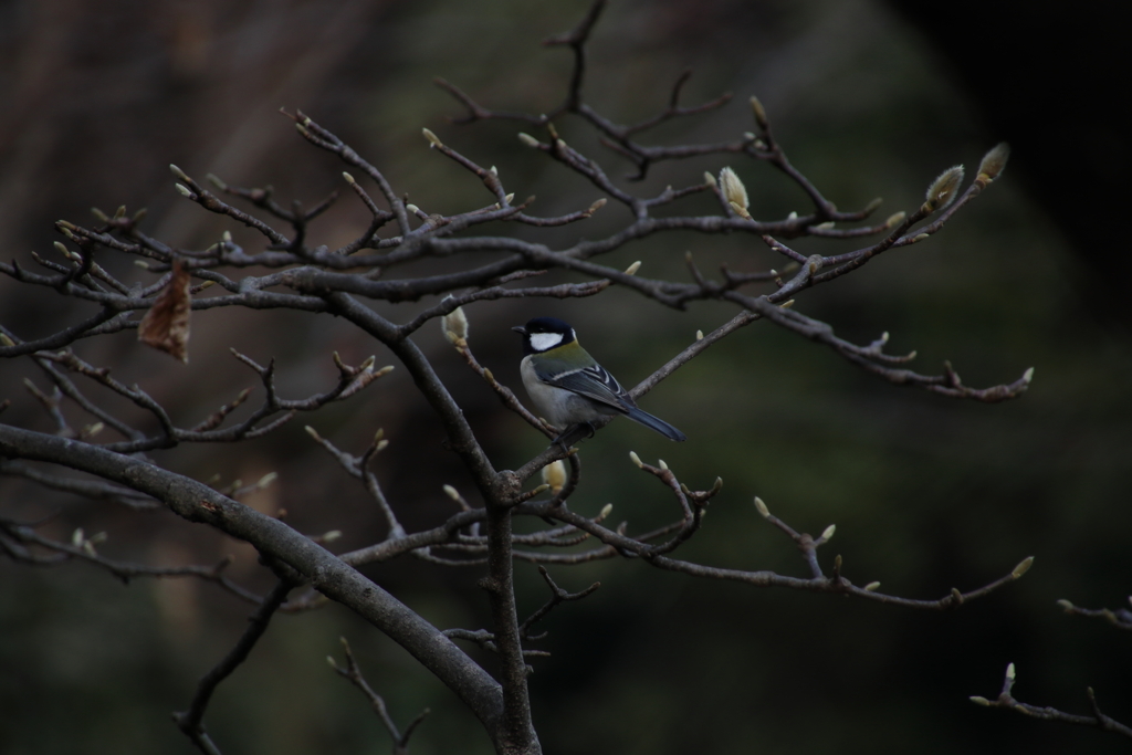 東高根森林公園のシジュウカラ4