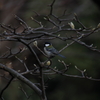 東高根森林公園のシジュウカラ4