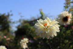 山下公園の花5