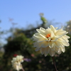 山下公園の花5