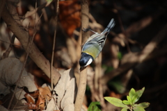 東高根森林公園のシジュウカラ5