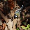 東高根森林公園のシジュウカラ5