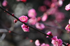 大倉山公園の梅2