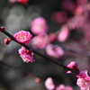 大倉山公園の梅2