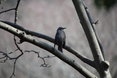 東高根森林公園のヒヨドリ