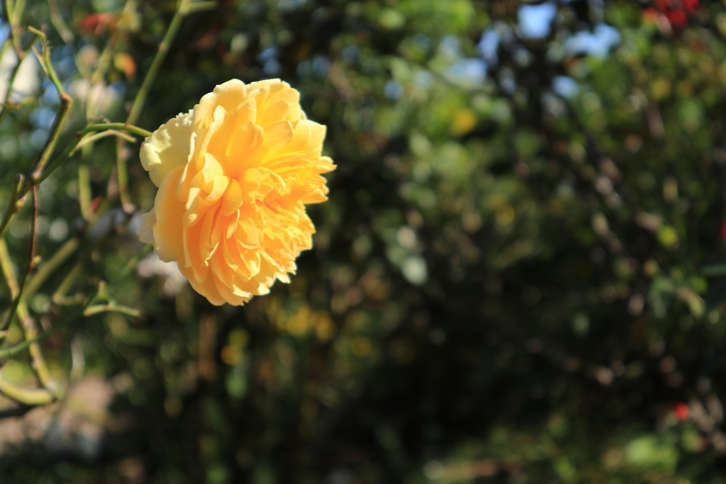 山下公園の花3