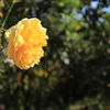 山下公園の花3