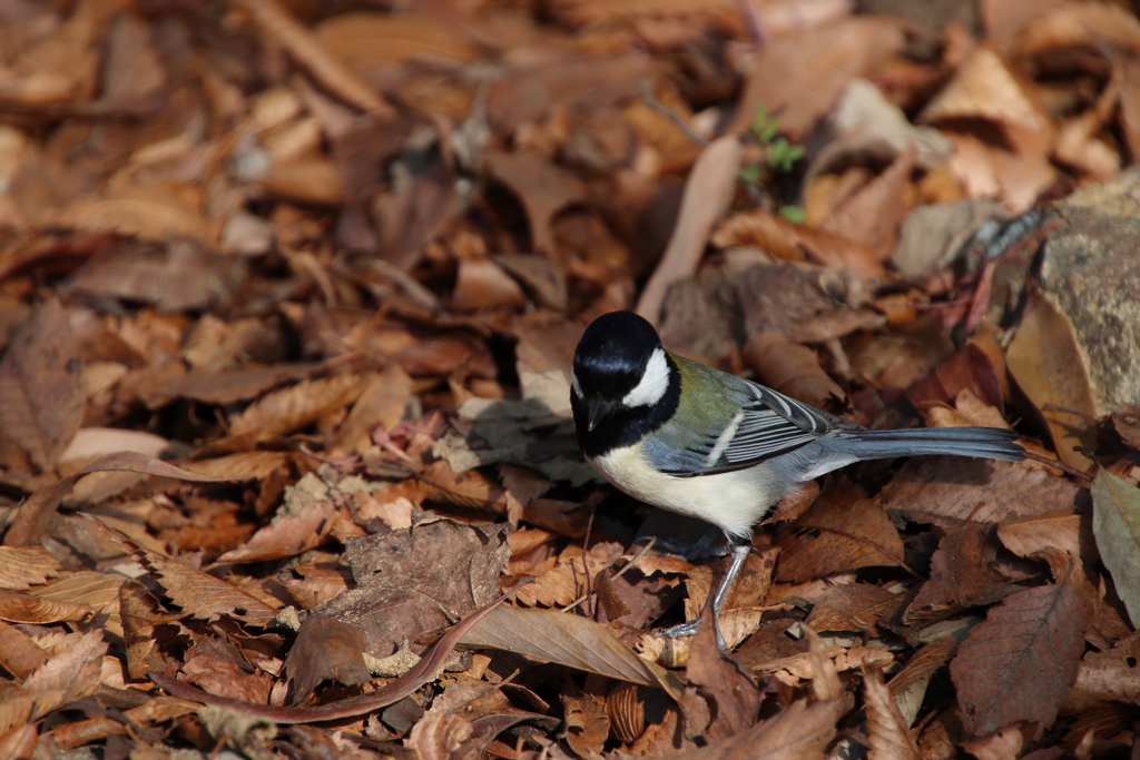 東高根森林公園のシジュウカラ3
