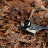 東高根森林公園のシジュウカラ3