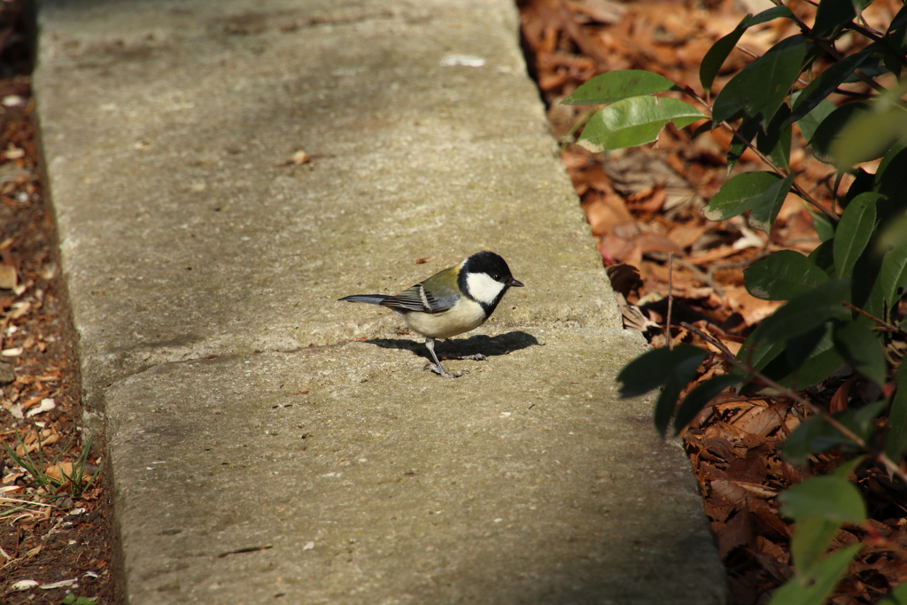東高根森林公園のシジュウカラ