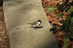 東高根森林公園のシジュウカラ