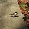東高根森林公園のシジュウカラ