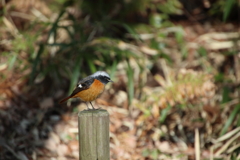 座間谷戸山公園のジョウビタキ3