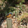 座間谷戸山公園のジョウビタキ3