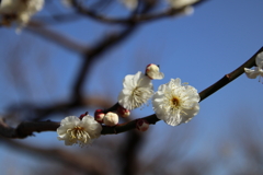 根岸森林公園の梅