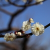 根岸森林公園の梅