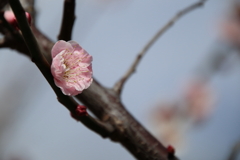 根岸森林公園の梅5