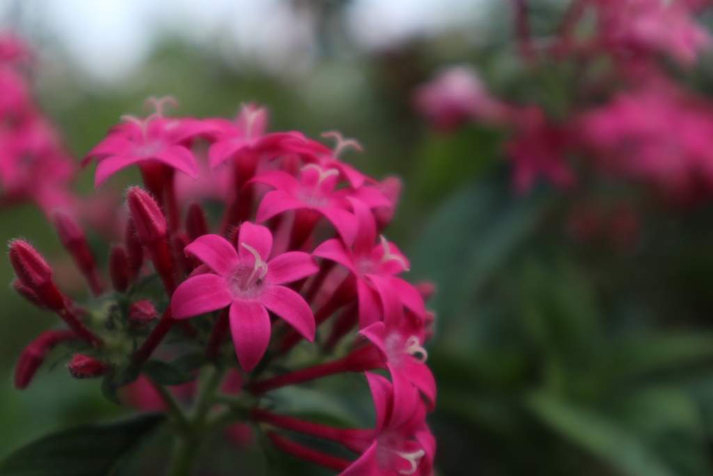 山下公園の花
