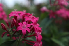 山下公園の花