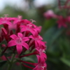 山下公園の花