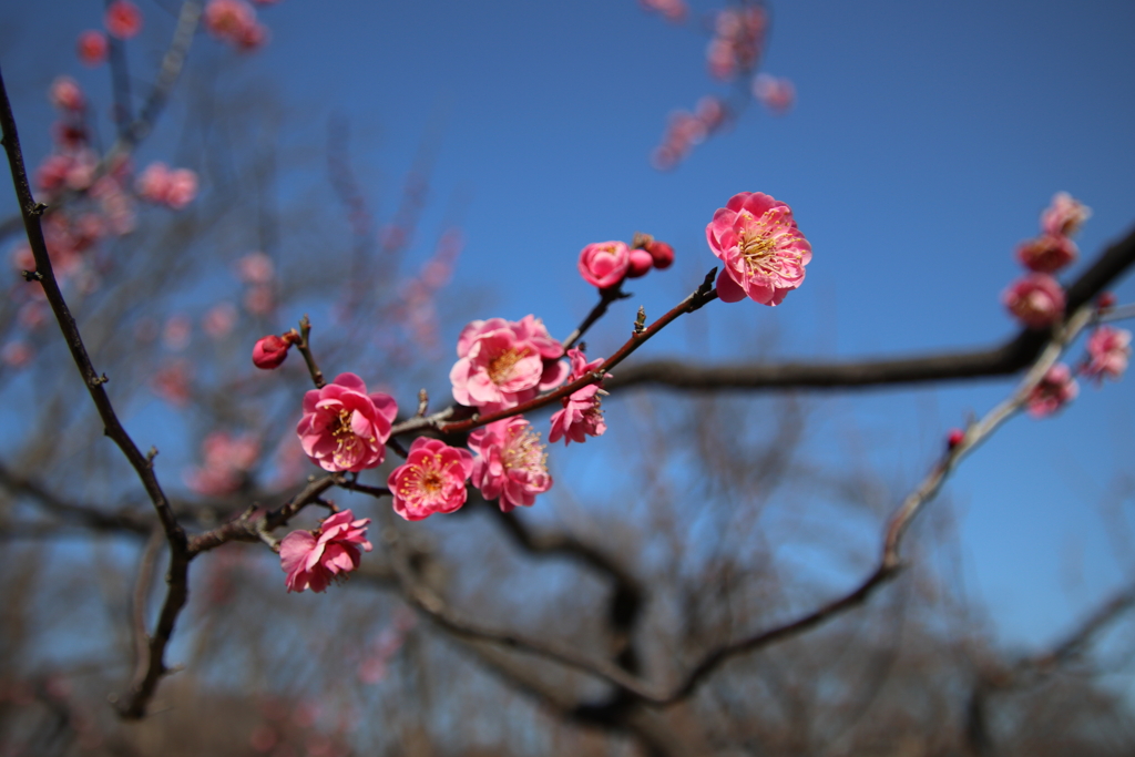 根岸森林公園の梅4