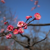 根岸森林公園の梅4
