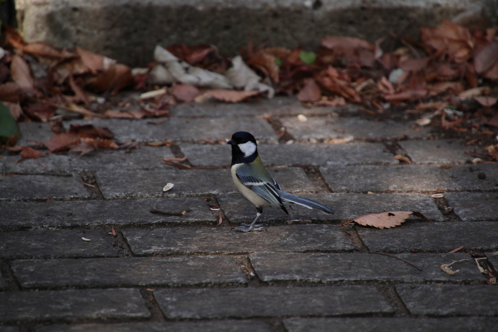 東高根森林公園のシジュウカラ2