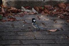 東高根森林公園のシジュウカラ2
