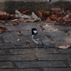 東高根森林公園のシジュウカラ2