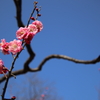 根岸森林公園の梅2