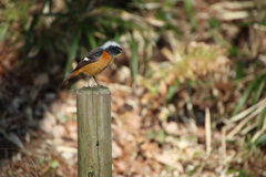座間谷戸山公園のジョウビタキ4