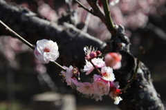大倉山公園の梅3