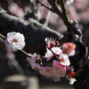 大倉山公園の梅3
