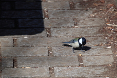 東高根森林公園のシジュウカラ6