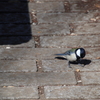 東高根森林公園のシジュウカラ6