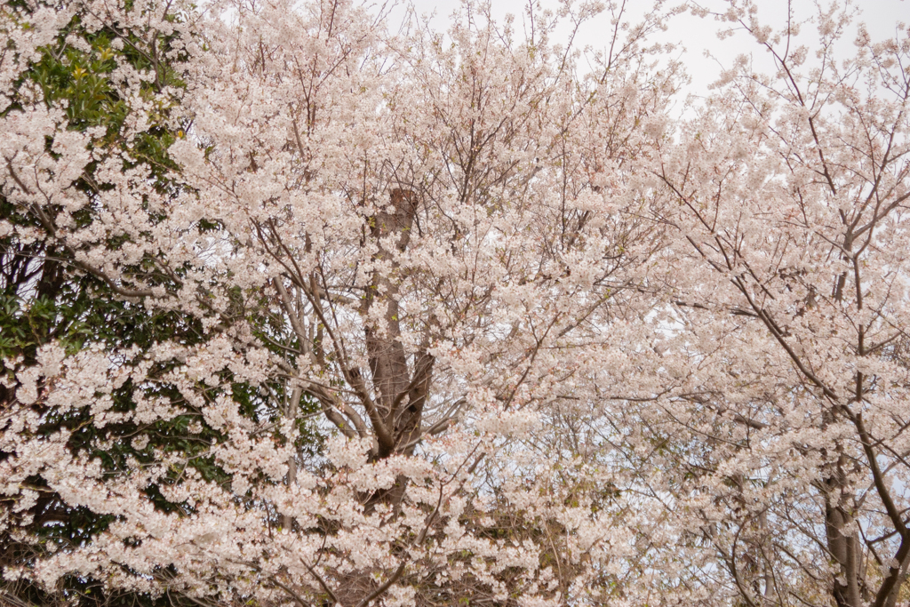 桜６