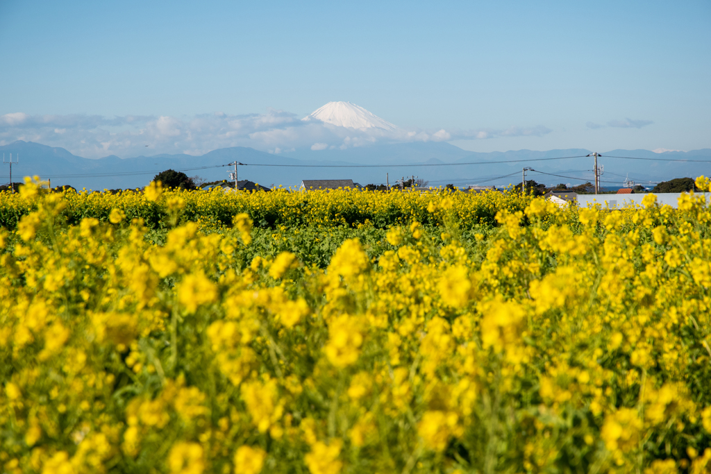 菜の花と富士山