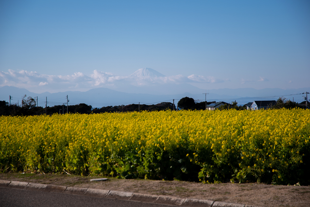 菜の花と富士山２