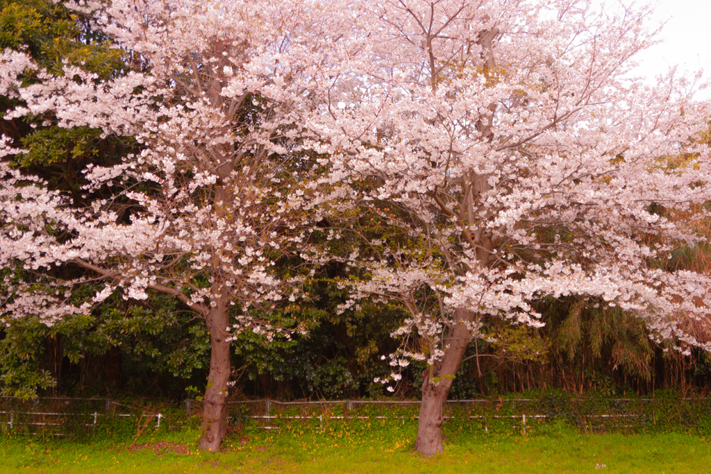桜７