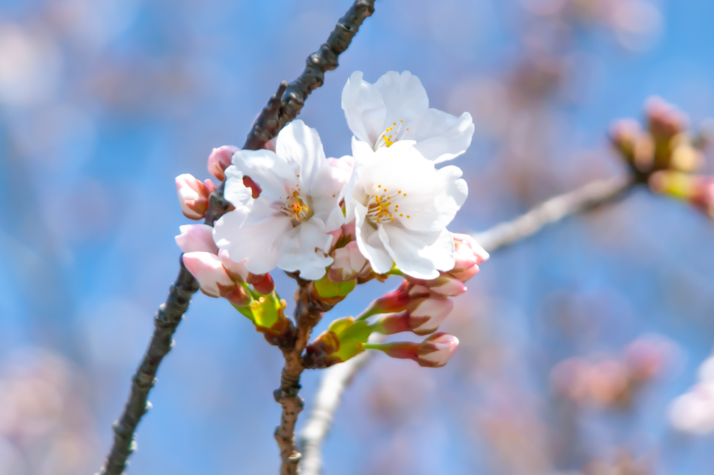 桜