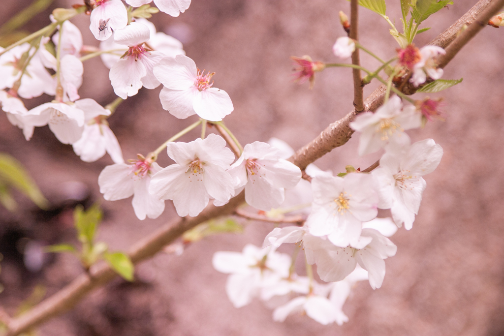 桜８