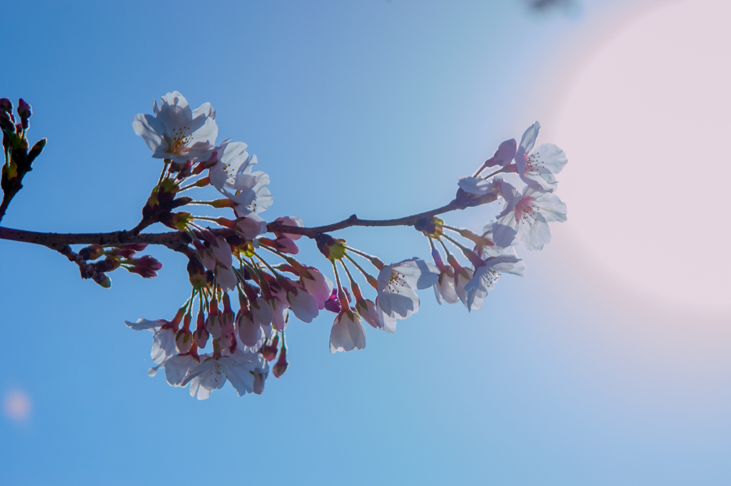 桜4