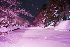 Snow Pink