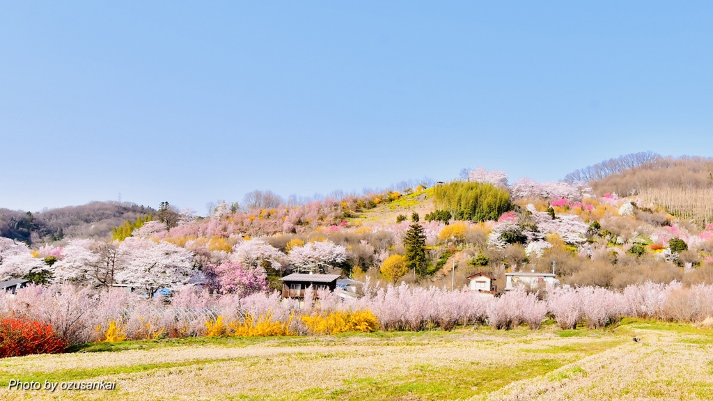 花見山公園1