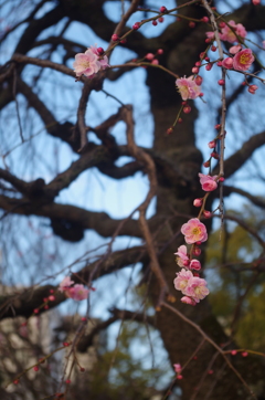 見頃かな､､､