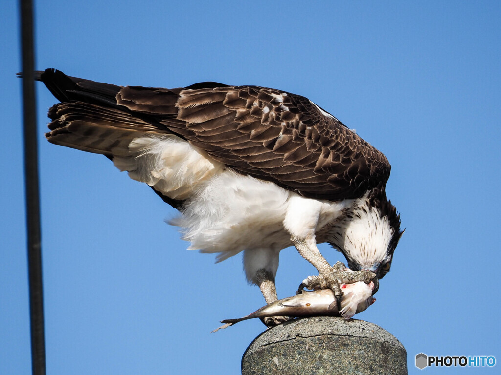 かぶりつく０２