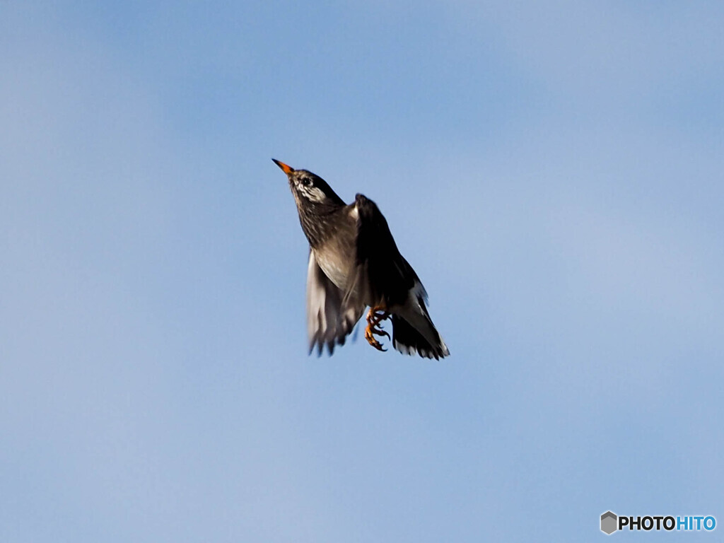 クリーク周辺の野鳥５