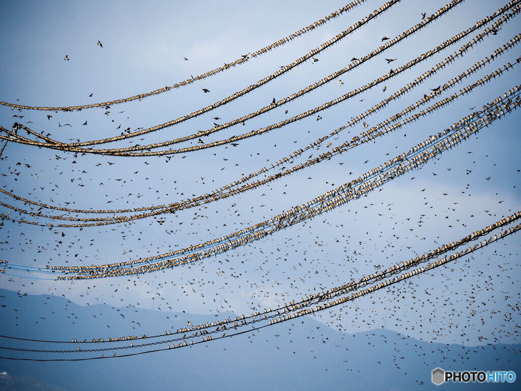 高圧線の強度点検