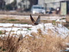 雪原をチョウゲンボウ飛ぶ04